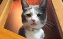 1年のあいだに『まるで別の猫』みたいに……驚くべき『激変ビフォーアフ…