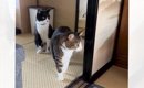 生まれたばかりの赤ちゃんが部屋で眠っていると…気づいた猫の『尊すぎ…