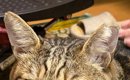 実家に帰ると出迎えてくれる猫→ところが『顔』を見ると…明らかに歓迎…