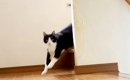 何匹もネコのいる家→階段の下から『１匹だけ』呼んでみたら…想定外な…