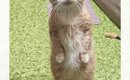 久しぶりに猫が立ち上がったかと思ったら…顔を見てみると→『まさかの…