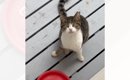 ケガをして『助けを求めてやってきた野良猫』→保護しようとしたら、夜…