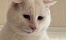 元野良猫を『動物病院』に連れて行こうとした結果→キャリーへの移動に…