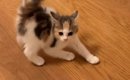 小さな体で先輩猫に『やんのか』していた子猫→しばかれまくった結果……