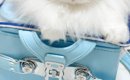 ランドセルの上に乗った猫→『表情』を見てみたら…絶対に行かせてくれ…