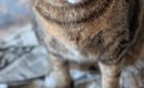 『やっつけておいたよー』朝起きると、破れた新聞紙の上に座っていた…
