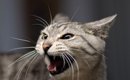 猫が『嫌いな人』にしかしない鳴き方3選　この鳴き声を聞いたら、どう…