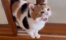 『いつもより早く帰宅したら……』三毛猫が見せた反応が可愛すぎると14…