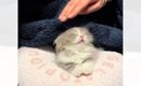 寝落ちした子猫→毛布をかけて優しく撫でたら…胸がキュッとなる『尊す…