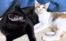 子猫たちのお世話をしたい黒猫→子猫が近づいてくると…『尊すぎる光景…