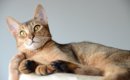 『飼うのが難しい』といわれている猫種5選　それぞれの性格から飼い主…