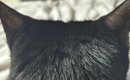 名前を呼ばれて『油断しきった顔』で振り返った猫→次の瞬間…驚きの『…