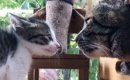 先住猫に『タイマンを挑む』小さな子猫を見守っていたら…あまりにも可…