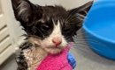 大雨の中、外で『ぐったりしていた子猫』を発見…保護されてからの『変…
