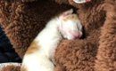 駐車場に放置されていた『赤ちゃん猫』をお家に迎えた結果…胸が熱くな…