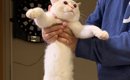 飼い主さんにそっと持ち上げられた猫→『胴体』を見てみると…驚きの光…