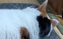 『←ワイが話しかけた時　ママが話しかけた時→』猫のあからさまな『態…