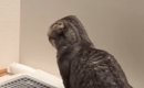 猫が犬といっしょに育った結果……犬のような行動をとり始める『まさか…