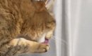 『毛づくろい中の猫』に舐めてもらおうと、そっと指を出したら…100点…