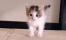 パヤパヤの保護赤ちゃん猫と『暮らし始めて1年』…立派に成長した『現…