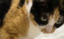 猫が足を踏んでくるのは、“偶然”ではなかった…思わず『ニヤけちゃう瞬…