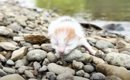 『河原で震えていた赤ちゃん猫』を保護→1か月後になると…成長した様子…