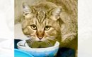 『ずっと誰かに甘えたかった野良の成猫』を保護した結果…現在の様子に…