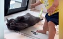 猫に近づく赤ちゃん→撫でようと手を伸ばしたら…『まさかの展開』が尊…