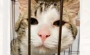 『今から猫を捨てにいく！』とSNSに投稿…８年もの間ケージに閉じ込め…