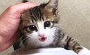 撫でてほしい子猫→何度も足を登ってきて…あまりにも可愛い『全力アピ…