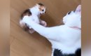 出会って5日の『先住猫と子猫』→ケンカしていると思ったら……ほっこり…