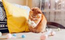 猫が見えやすく感じている『好みの色』2つ　どんなふうに見えているの…