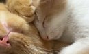 「本当にとんでもない」先住猫にくっついて眠っていた子猫→背中を見る…