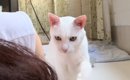 カメラをONにしたまま寝落ちしたママ→起きて確認したら、『ネコ』が……