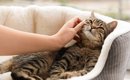 猫上級者がやっている『猫をMAX喜ばせる方法』3選　飼い主レベルをあ…