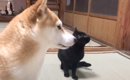 パパとママが帰ってくると、猫と柴犬が……あまりにも可愛すぎる『お出…