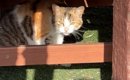 『毎日庭に遊びに来ていた野良猫』と仲良くなった結果…現在の様子が泣…