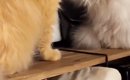 向かい合う２匹の猫→片方の『ポーズ』を見ると…まさかの光景に４万い…