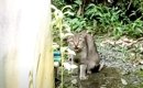 山奥に捨てられた猫に『必ず迎えに来る』と約束してから２年…まさかの…