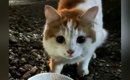 『おうちに入りたい』寒い外で『網戸に引っかかっていた猫』が保護さ…