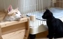 先住猫が箱の中で眠っていると、保護子猫がやってきて…思わず涙がでる…