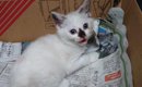 『白い子猫』を保護したら、３年後……衝撃の変化に「柄違いすぎて別猫…