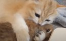 生後間もない赤ちゃん猫に子猫が…『抱きしめて離さない光景』が素敵す…