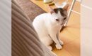 「起きたら犬が居ない…」寝起きの猫が『大好きな犬』が居ない事に気が…