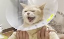 爪切りで大暴れする猫→『パパ考案の対策グッズ』を試してみたら…驚愕…