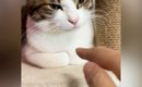 くつろいでいた猫→指を『スポッ』と突っ込んでみたら…可愛すぎるリア…