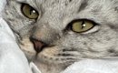 おくるみで猫を包んでみた結果…赤ちゃんのような『可愛すぎる光景』に…
