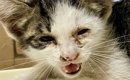 車のボンネットの中にいた『ボロボロの子猫』→保護されて10日後…驚き…