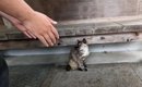 野良猫との出会いから４年、『一緒に帰ろう』と声をかけたら…まさかの…