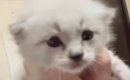 育児放棄された『白い子猫』を保護して育てた結果…全然違う見た目にな…